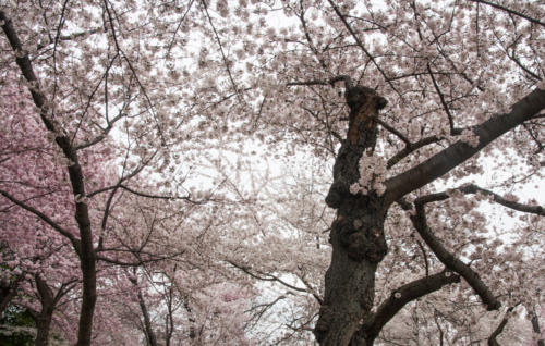 A Canopy