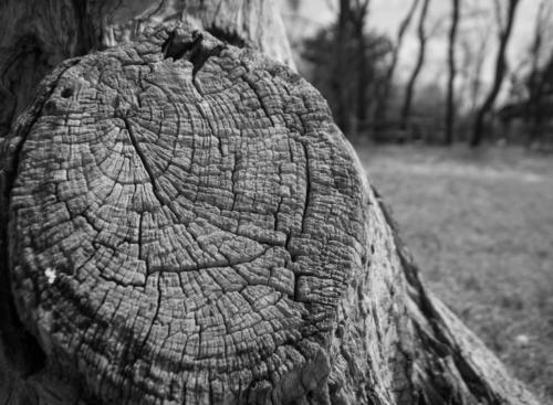 On the Stump